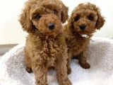 RED  POODLE YAVRULARI
