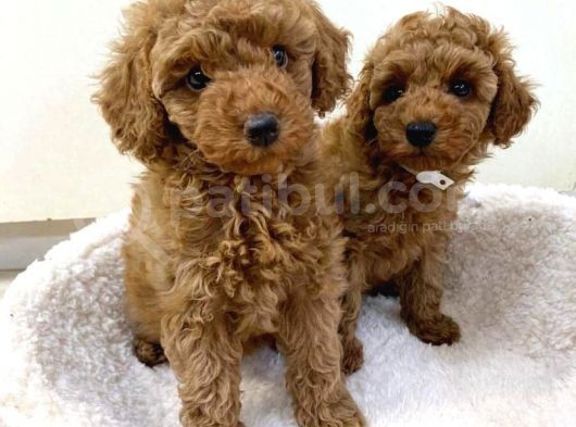 Red  Poodle Yavrulari