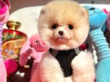 Show Kalite Pomeranian Boo Yavrular