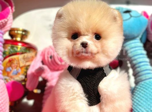 Show Kalite Pomeranian Boo Yavrular görsel