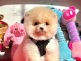 Show Kalite Pomeranian Boo Yavrular
