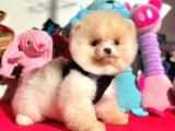 Show Kalite Pomeranian Boo Yavrular