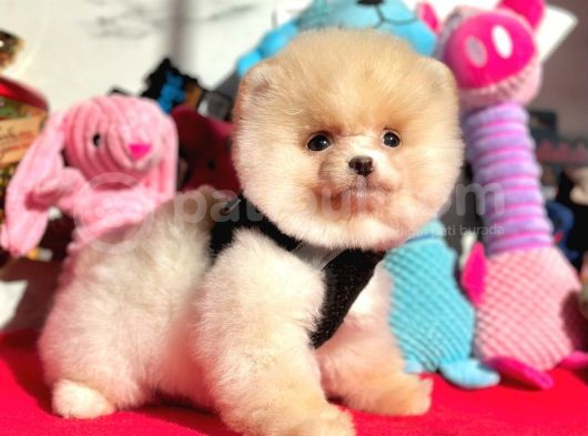 Show Kalite Pomeranian Boo Yavrular görsel