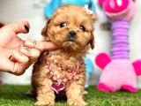 Kızıl Mini Sevimli Maltipoo Bebekler