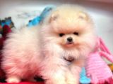 Show Kalite Pomeranian Boo Yavrular