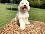 Turkiyede Tek Standart Poodle Bebeklerimiz