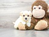 Safkan A Kali̇te Malti̇poo Yavrulari