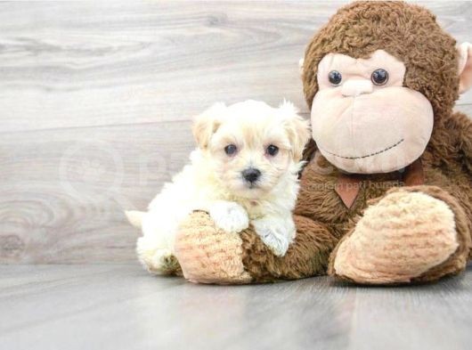 Safkan A Kali̇te Malti̇poo Yavrulari görsel