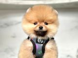 Show Kalite Pomeranian Boo Yavrular