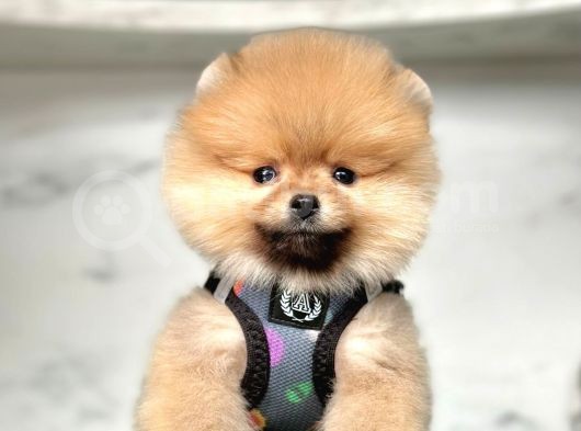 Show Kalite Pomeranian Boo Yavrular görsel