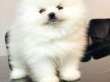 BİBLO KUSURSUZ KARBEYAZ ERKEK POMERANİAN BOO