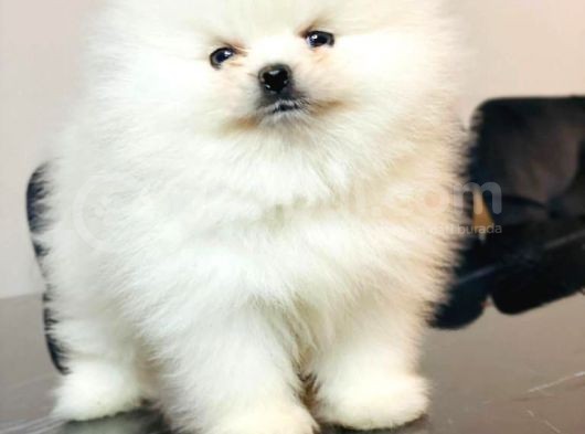 Bi̇blo Kusursuz Karbeyaz Erkek Pomerani̇an Boo