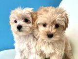 BABY FACE MALTİPOO YAVRULARI