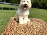 Turkiyede Tek Standart Poodle Bebeklerimiz