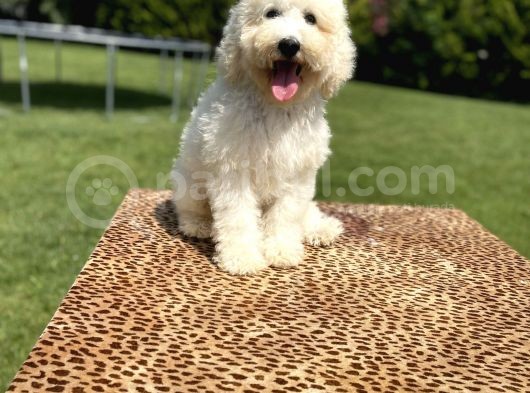 Turkiyede Tek Standart Poodle Bebeklerimiz görsel