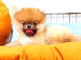 Orange Pomerani̇an Boo
