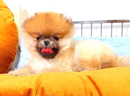 Orange Pomerani̇an Boo görsel