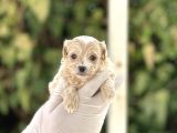 Orjinal Anne Babadan Maltipoo Bebeklerimiz