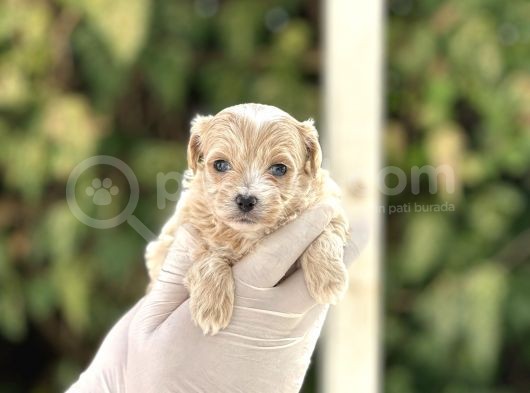 Orjinal Anne Babadan Maltipoo Bebeklerimiz görsel