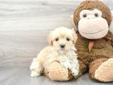 SAFKAN A KALİTE MALTİPOO YAVRULARI
