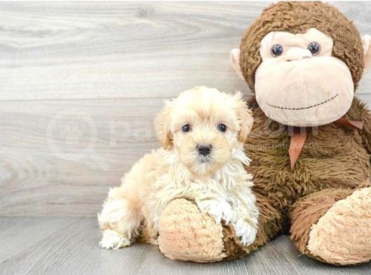 Safkan A Kali̇te Malti̇poo Yavrulari