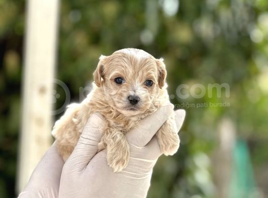 Orjinal Anne Babadan Maltipoo Bebeklerimiz görsel