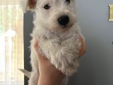 Çok Güzel Schnauzer Yavrularimiz