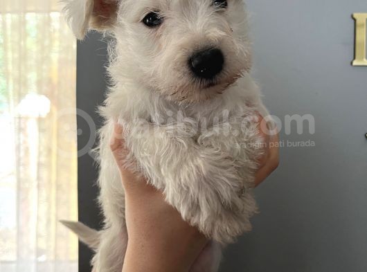 Çok Güzel Schnauzer Yavrularimiz görsel