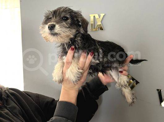 Çok Güzel Schnauzer Yavrularimiz görsel