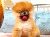 ORANGE POMERANİAN BOO