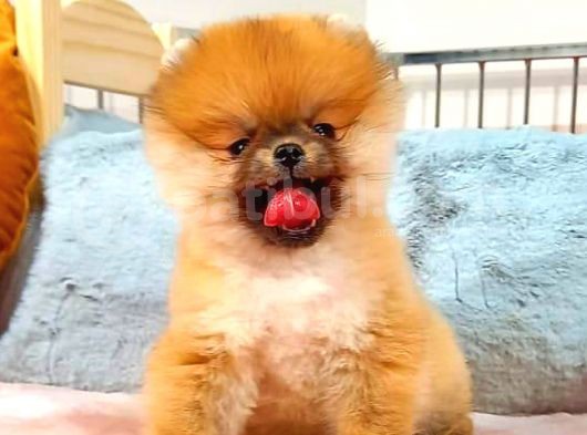 Orange Pomerani̇an Boo