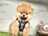 Show Kalite Pomeranian Boo Yavrular
