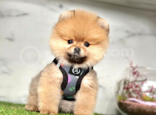 Show Kalite Pomeranian Boo Yavrular görsel