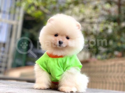 Show Kalite Pomeranian Boo Yavrular görsel