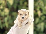 Orjinal Anne Babadan Maltipoo Bebeklerimiz