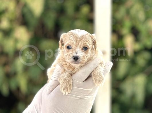 Orjinal Anne Babadan Maltipoo Bebeklerimiz