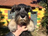 Çok Güzel Schnauzer Yavrularimiz