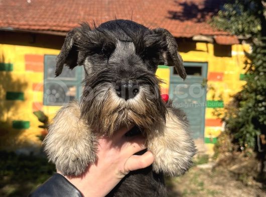 Çok Güzel Schnauzer Yavrularimiz görsel