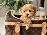 Sevimli Maltipoo Güzel Yüzlü Bebeklerimiz