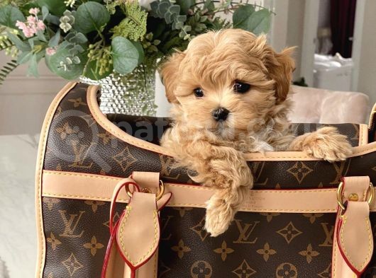 Sevimli Maltipoo Güzel Yüzlü Bebeklerimiz görsel