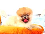 Orange Pomerani̇an Boo