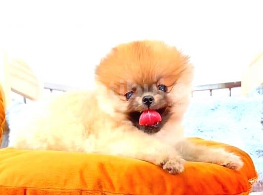 Orange Pomerani̇an Boo görsel