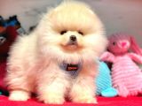 Show Kalite Pomeranian Boo Yavrular