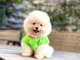 Show Kalite Pomeranian Boo Yavrular