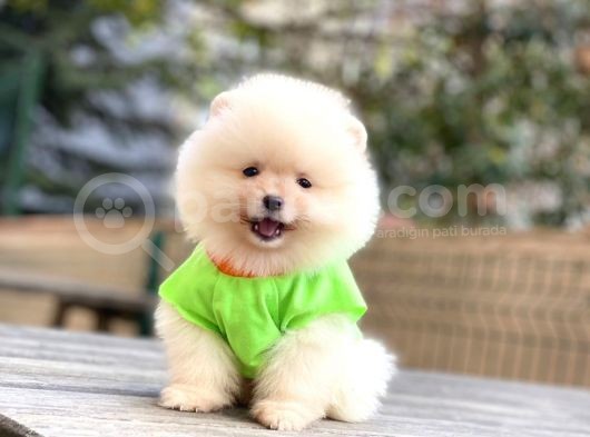 Show Kalite Pomeranian Boo Yavrular görsel