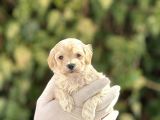Orjinal Anne Babadan Maltipoo Bebeklerimiz
