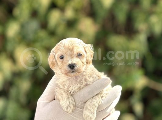 Orjinal Anne Babadan Maltipoo Bebeklerimiz görsel