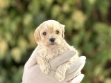 Orjinal Anne Babadan Maltipoo Bebeklerimiz