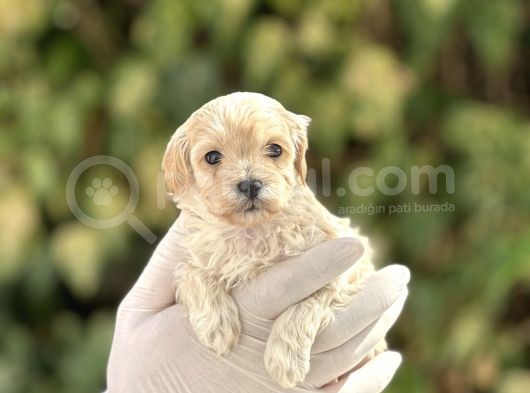 Orjinal Anne Babadan Maltipoo Bebeklerimiz görsel