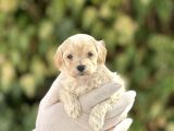 Orjinal Anne Babadan Maltipoo Bebeklerimiz